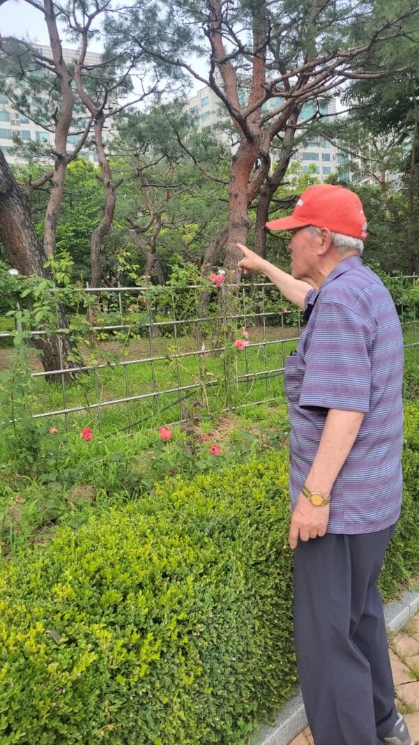 호수공원 병든 소나무