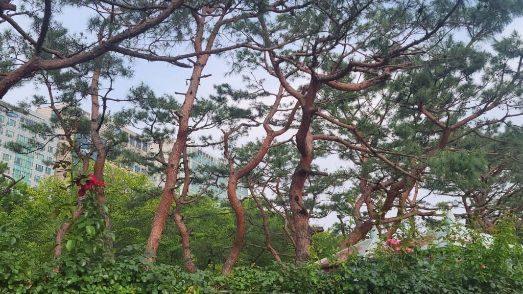 호수공원 소나무7